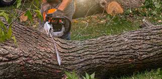 Best Stump Grinding and Removal  in Kootenai, ID