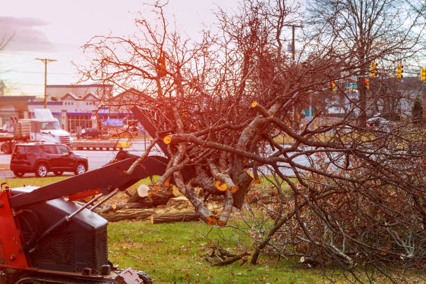 Best Tree Risk Assessment  in Kootenai, ID