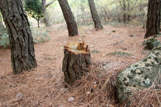 Best Tree Removal  in Kootenai, ID