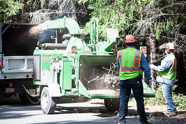 Best Tree Mulching  in Kootenai, ID