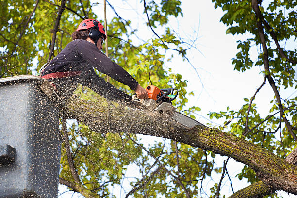 Organic Lawn Care Solutions in Kootenai, ID