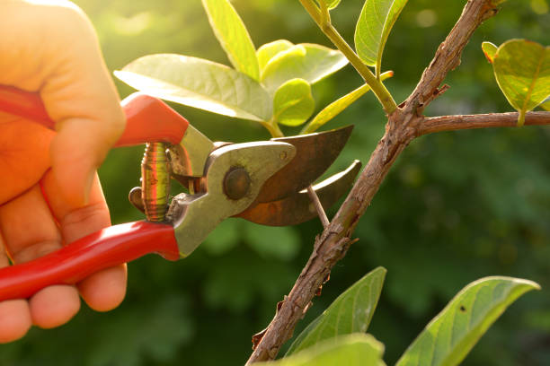 How Our Tree Care Process Works  in  Kootenai, ID